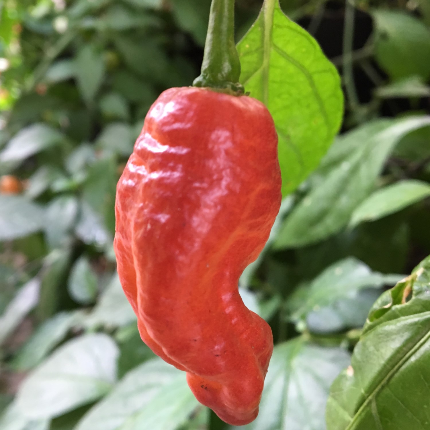 pink-tiger-peach-ghost-pepper-tyler-farms-seeds-and-plants-11-.jpg