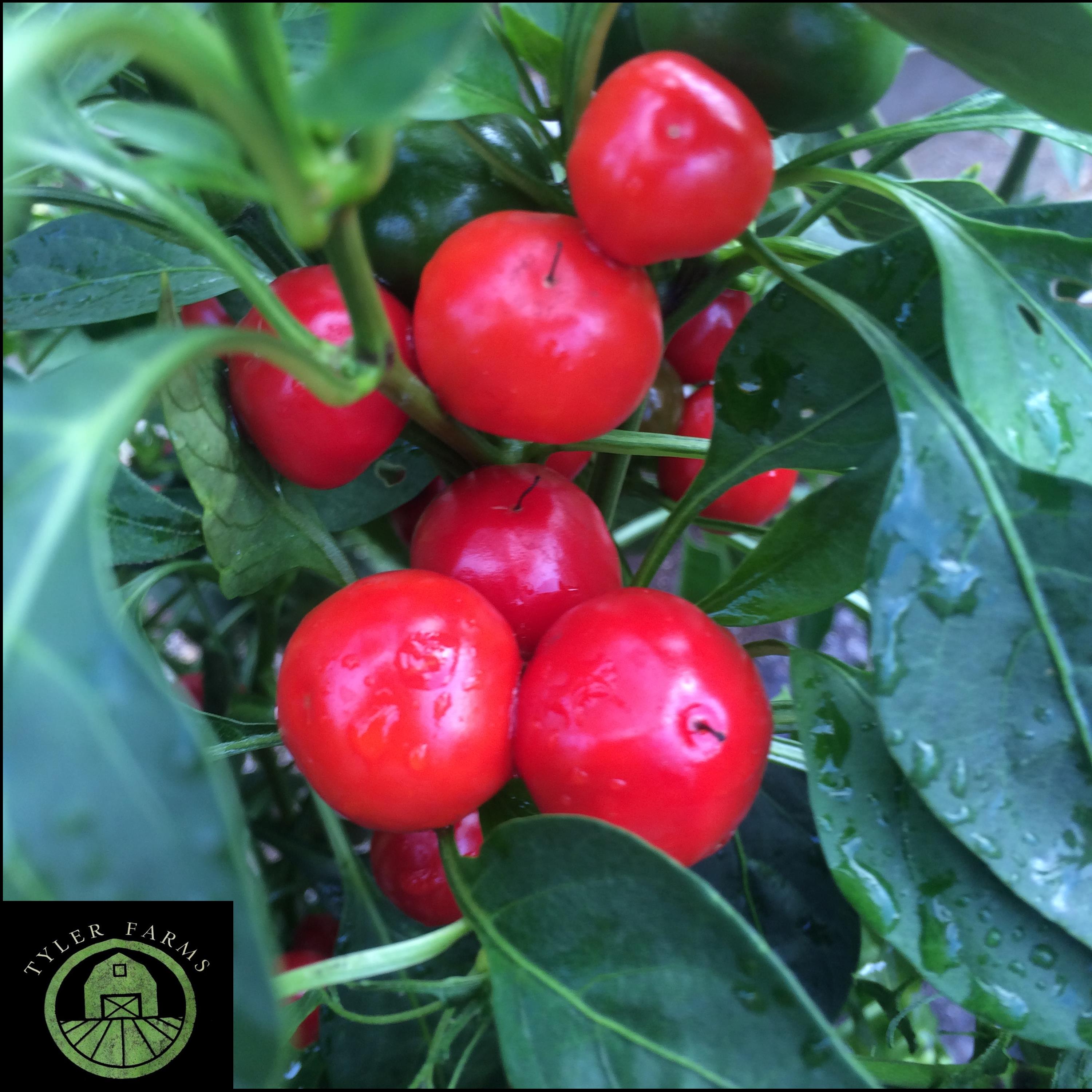 red-cherry-bomb-pepper.jpg