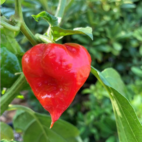 Red Devil's Tongue Pepper Seeds | Tyler Farms
