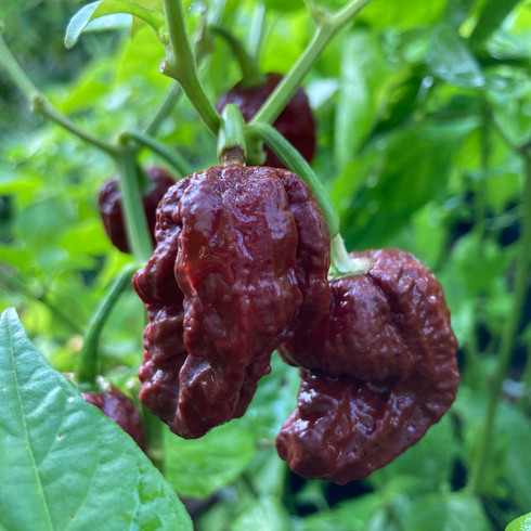 7 Pot Douglah Pepper Seeds | Tyler Farms