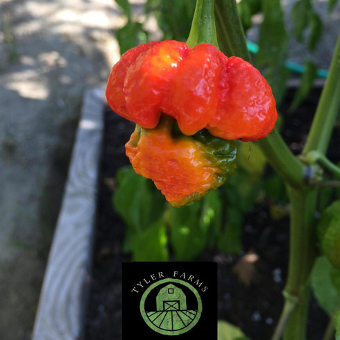 7_pot_brain_strain__08941.