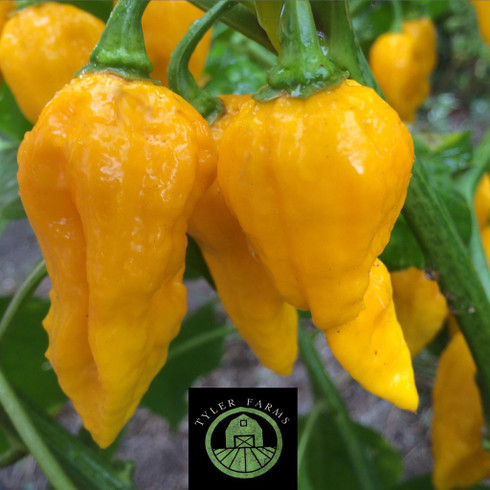 Yellow Ghost Pepper Peppers Tyler Farms yellow-ghost-pepper-peppers-tyler-farms