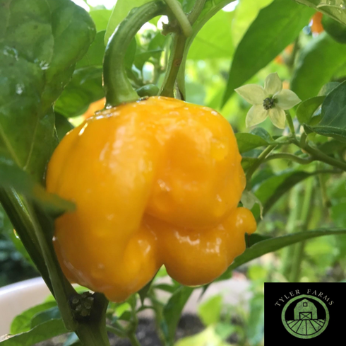 Yellow 7 Pot Lava Pepper Seeds | Tyler Farms