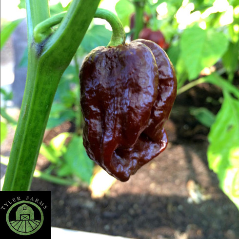 Chocolate 7 Pot Pepper Live Plant Tyler Farms Chocolate 7 Pot Pepper Live Plant Tyler Farms