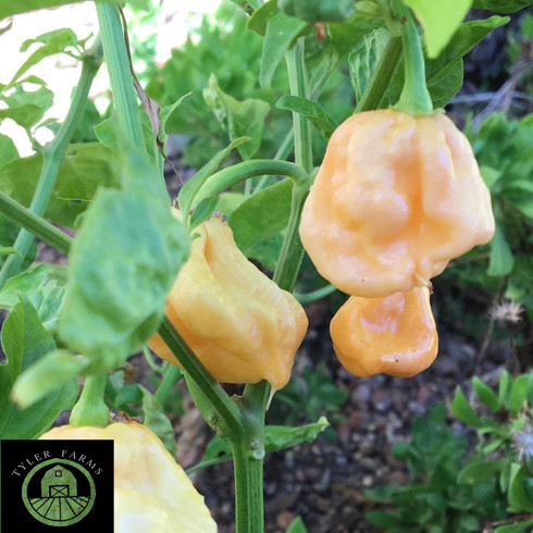 7_pot_peach_pepper__81164.