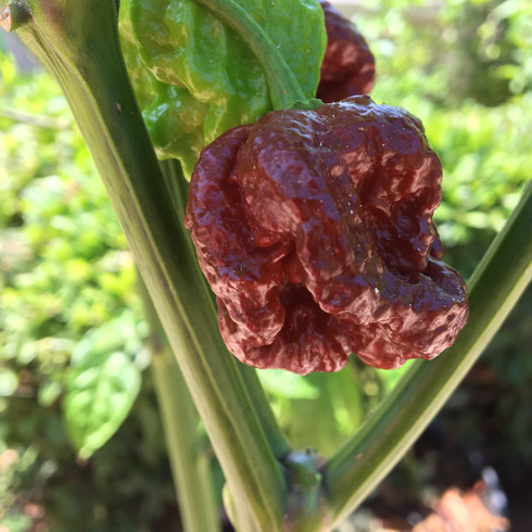 Chocolate 7 Pot Brain Strain Pepper Live Plant | Tyler Farms