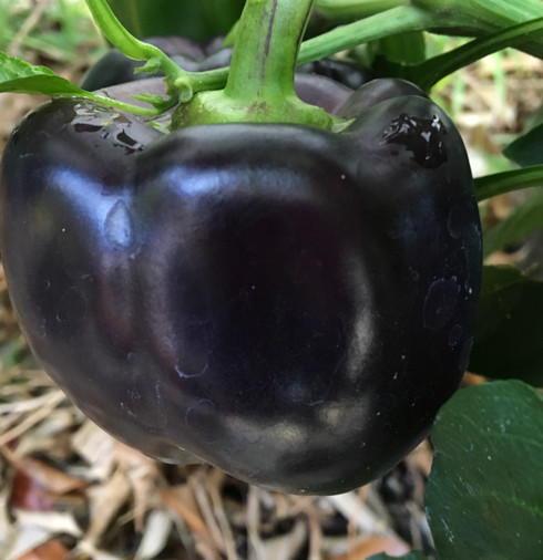 Black Bell Pepper Seeds | Tyler Farms