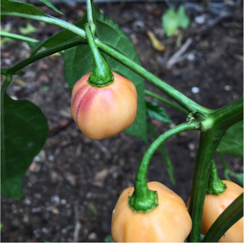 pepper Sunset_Peach_CGN_21500_pepper_
