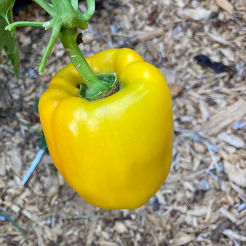 California Wonder (Bell) Pepper - Victory Seeds® – Victory Seed