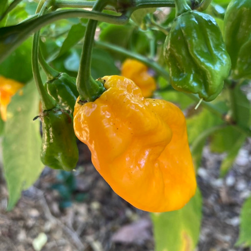 Yellow 7 Pot Nebru Pepper Seeds | Tyler Farms