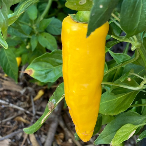yellow pepper plant