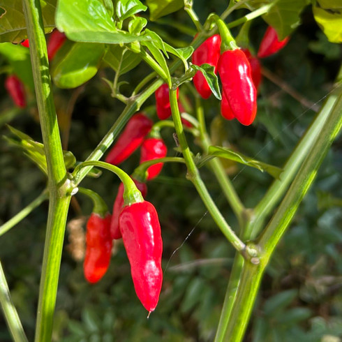 tobacco pepper plant Clovers Garden Tabasco Plants- Two (2) Live Plants  Non-GMO - Not Seeds  Each 4"-8" Tall in 4 Inch Pots Plants will grow wide Tabanero Pepper Live Plant