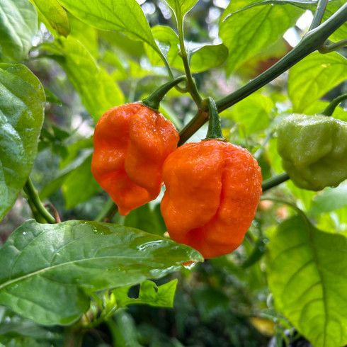pepper orange_7_pot_pepper_tyler_farm
