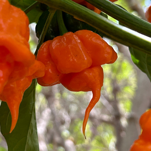 Orange_copperhead_pepper_tyler