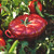Staub Ceramic 16-oz Petite Tomato mini Cocotte, baking dish, no stovetop save - Cherry