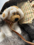 dog details