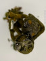 felted frog top view