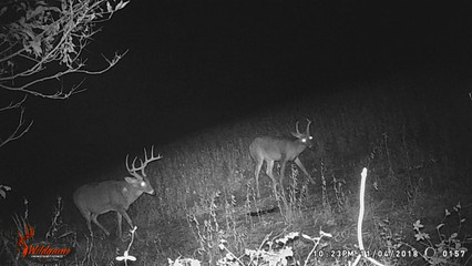 Patches: A Legacy on the Trail Camera Patches: A Legacy on the Trail Camera