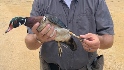 Duck Banding Duck Banding