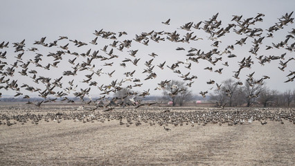 Waterfowl Hunting: Scouting tips  Waterfowl Hunting: Scouting tips