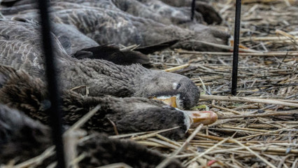 Goose Hunting at Major League Farms Goose Hunting at Major League Farms