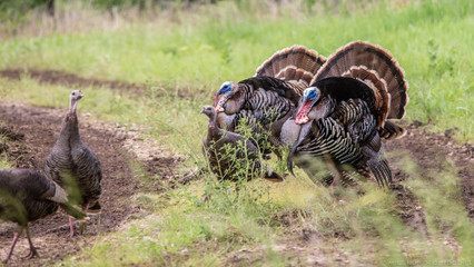 Turkey Hunting Decoys and Strategies: Situational Setups Turkey Hunting Decoys and Strategies: Situational Setups