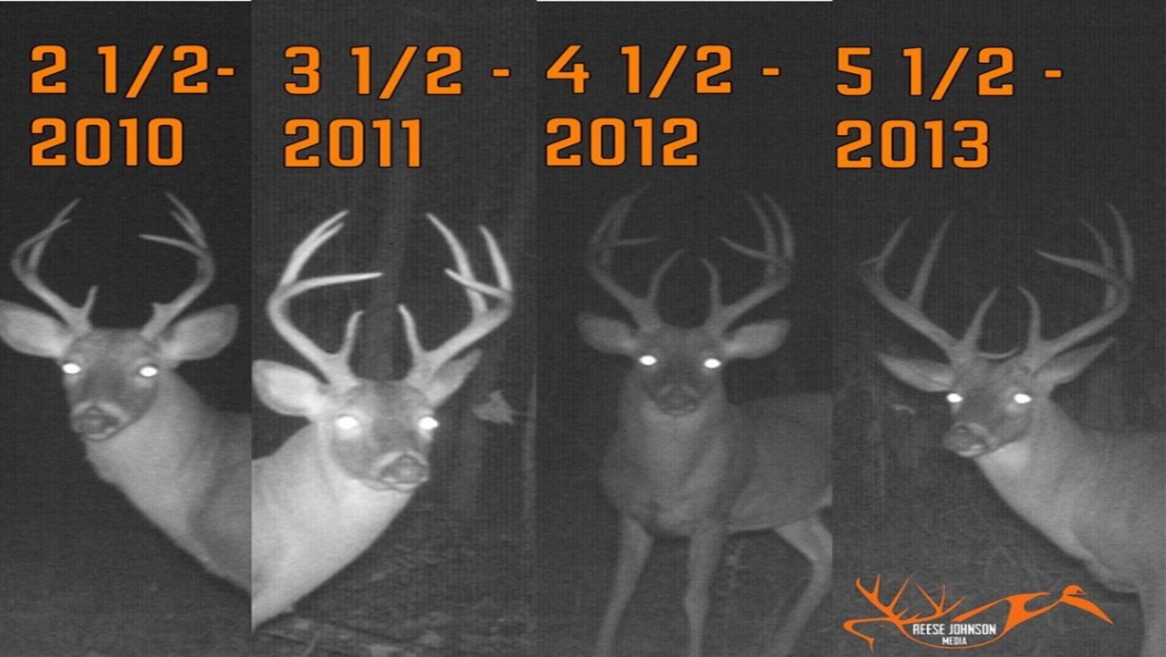 Let ‘Em Grow: The Key to Harvesting Big Bucks