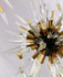 Signature Chandelier Light -VESTA VICTORIA Signature Chandelier Light -VESTA VICTORIA