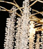 Signature Wall Light -MAJESTIC CRYSTAL-D Signature Wall Light -MAJESTIC CRYSTAL-D
