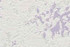 European Wall Paper - Natural Imitations Pattern - Purple, White, Off White - HSMAR435825