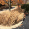 Schizachyrium scoparium 'Carousel' - tough ornamental grass that can be used as a groundcover on the traffic island ©US Perennials