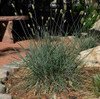 Sesleria caerulea - early blooming (cool season) for sunny or half shade garden ⒸStan Shebs