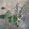 Wrinkled Heart-leafed Skullcap -detail of leaves and flowers ⒸUS Perennials