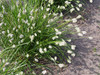 Sesleria heufleriana - full bloom in the middle of the spring ⒸAgnieszka Kwiecień