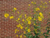 Silphium triofoliatum - tall native adaptable perennial for sun or half shade ⒸSam Bahr