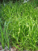 Carex grayi - well behaved native sedge for rain garden or half shade flower bed ©Agnieszka Kwiecień