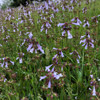 Salvia lyrata - freely seeding, highly adaptive native sage ©US Perennials