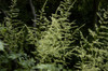 Appalachian False Goat's Beard - native Astilbe that goes well with Hosta and many other shade perennials ©Mt. Cuba