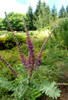 Amorpha canescens - showy native perennial for drier soil ©Krzysztof Ziarnek