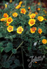 Himalayan Cinquefoil - Orange Starlit - perennial with groundcovering habit ©Jelitto