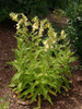 Digitalis lutea - easy to grow, toxic and therefore deer and rabbit resistant perennial ©Salicyna