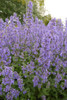 Catmint 'Summer Magic' -pollinator friendly perennial for midwestern garden ©Plants Nouveau