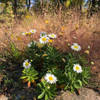 Nippon Daisy blooms late in September-October, on the picture with Purple Love Grass ⒸUS Perennials