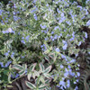 Jacob's Ladder 'Stairway to Heaven'- delicate beauty for partial sun or dappled shade garden ©Mark Dwyer