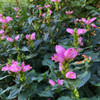 Turtlehead 'Hot Lips' - showy deer and rabbit resistant nativar with late blooming season