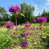 Monarda 'Mojo' blooms in June, pollinator friendly plant attracts hummers and butterflies ©Intrinsic Perennials