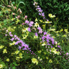 Liatris microcephala - showy late blooming blazingstar for drier soil ©Paul Bouseman