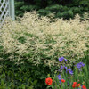 Aruncus 'Misty Lace' - perennial for half shade or shade garden ⒸWalters Gardens