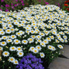 Shasta Daisy 'Snowcap' - dense, compact perennial for edges and front of a sunny bed ©Walters Gardens