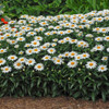 Leucanthemum 'Snowcap' - all summer flowering perennial and long lasting cut flower ©Walters Gardens